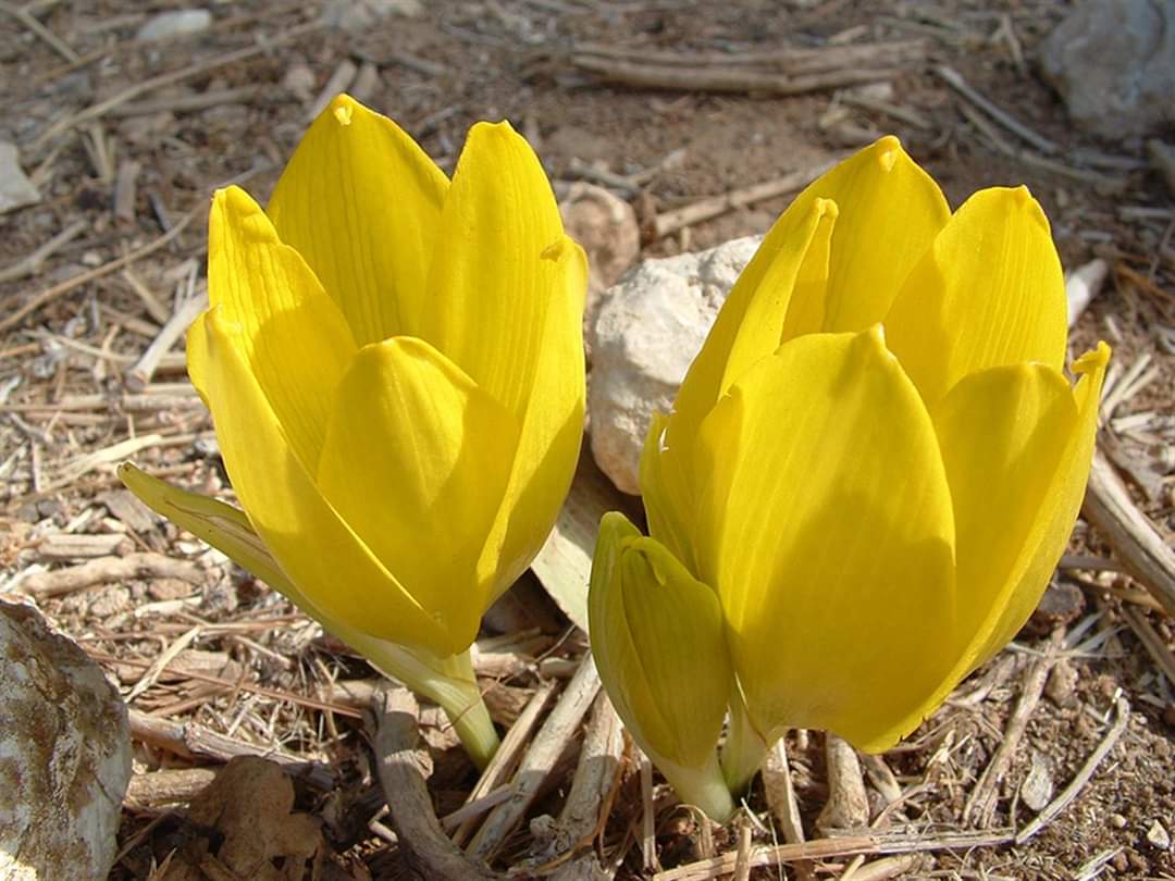 צילום: טלילה ליבשיץ, ארכיון הצילומים של קק"ל