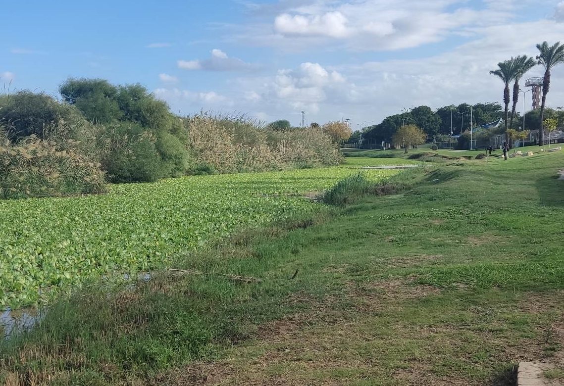 נחל לכיש נצבע בירוק (צילום אבי אביזמיל)