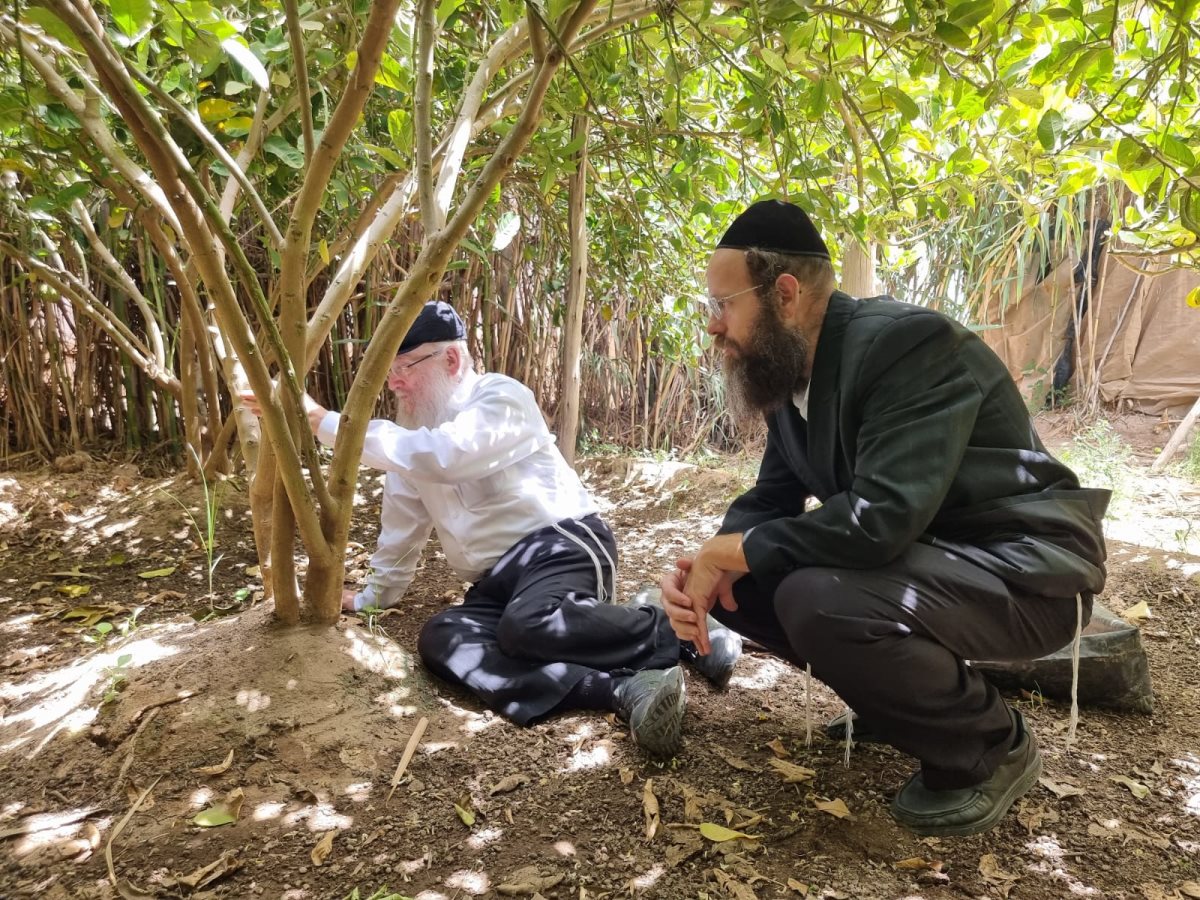 בודקים מהשורש. צילום: יח&quot;צ