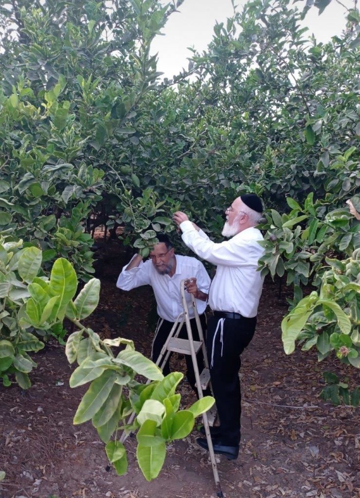 הדר שבהדר. הרב דהן בקטיף אתרוגי שמיטה. א&#39; מיכאלי