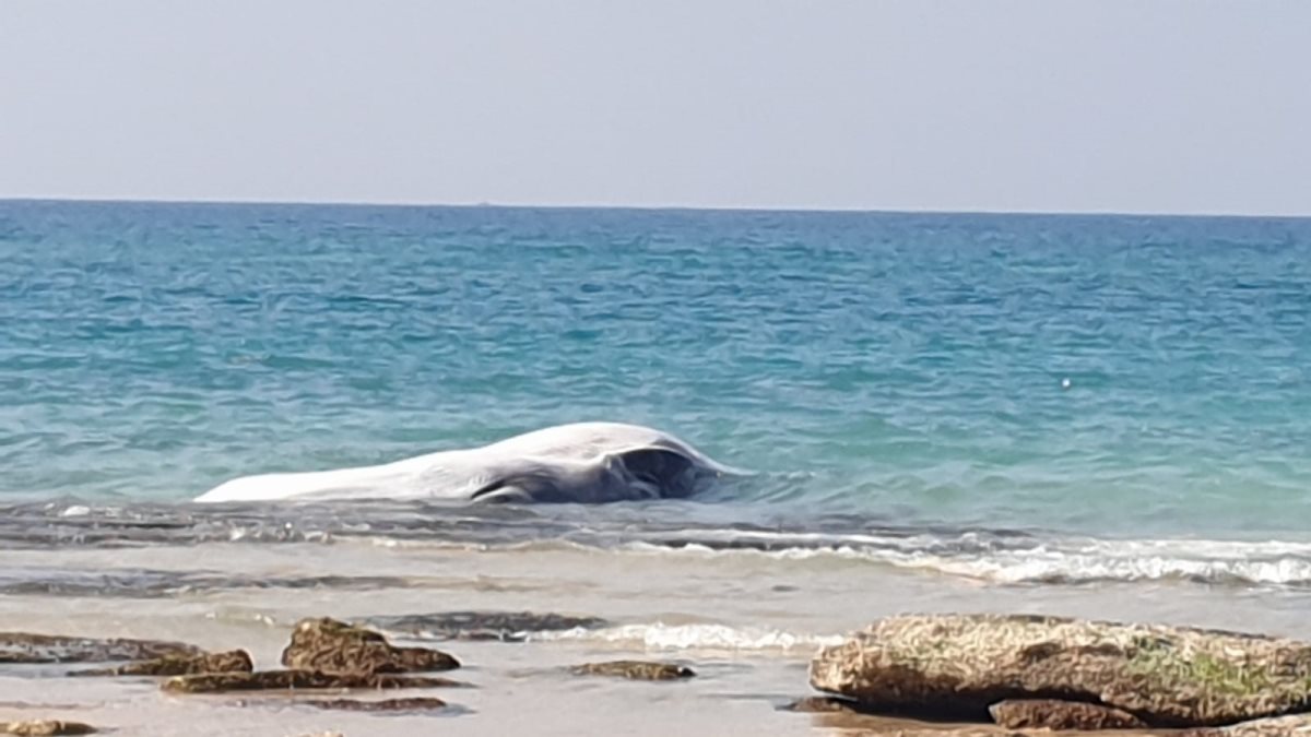 צילום: מחמל"י