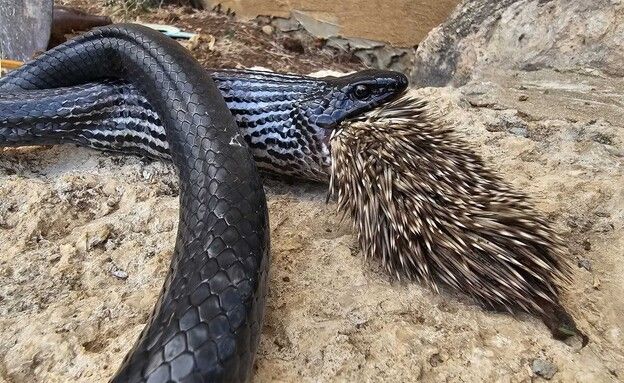 הנחש האומלל והארוחה הלא משביעה. אביעד בר, רט&quot;ג