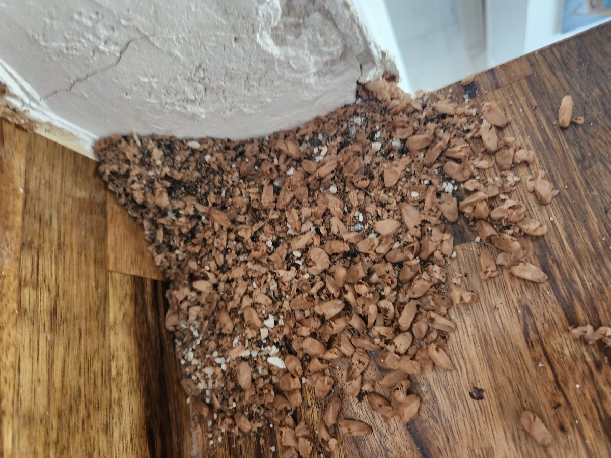 התלולית החשודה. משפחת ה'