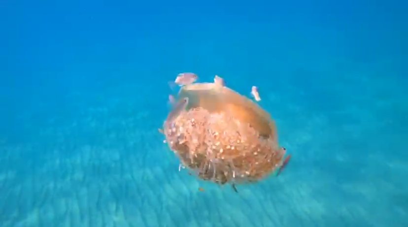 מדוזת ביצת עין ים תיכונית (צילום: אלון אוחיון)