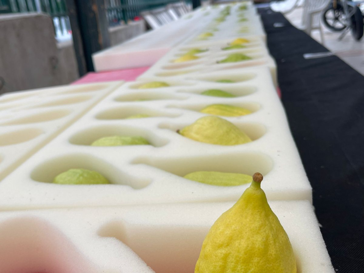 צילום: עירית אשדוד