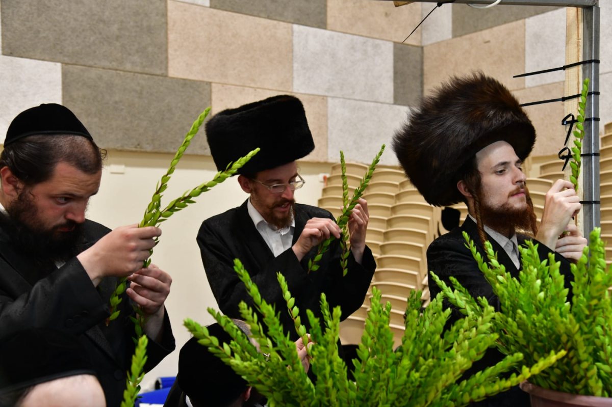 שוק ארבעת המינים. יוסי לוי