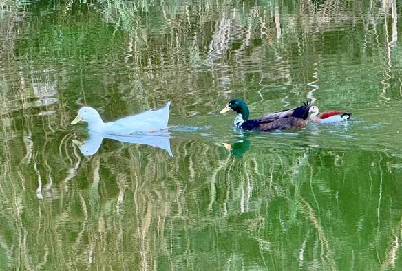 נחל לכיש. מתוך דף הפייסבוק של עירית אשדוד