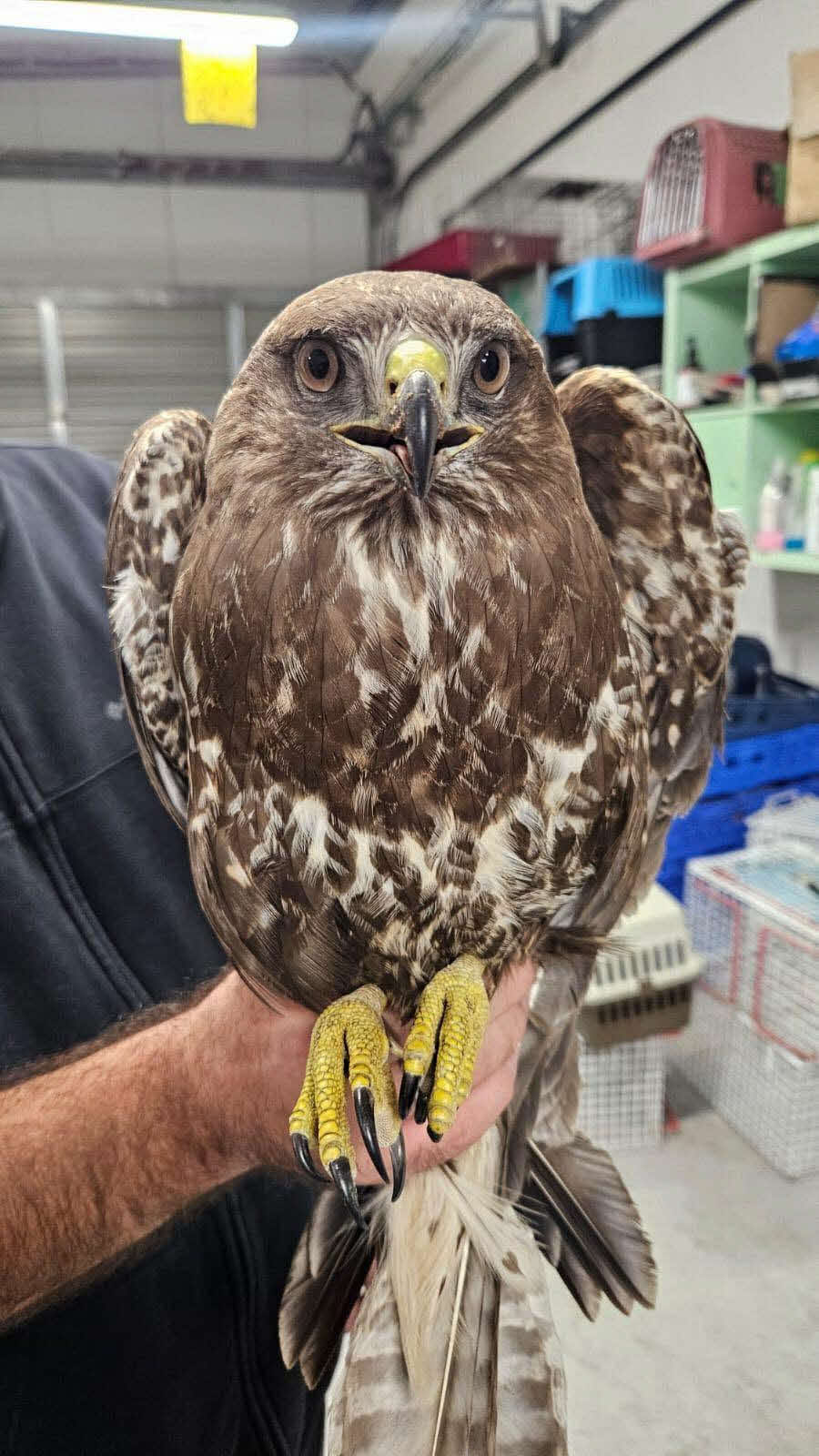 העקב הפצוע לאחר הטיפול. מרפאת הכלביה העירונית