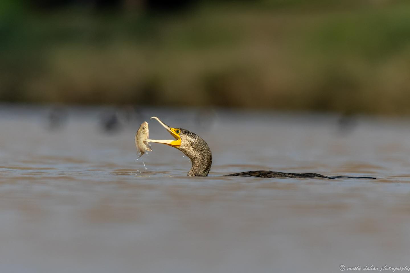 צילום: דף הפייסבוק של עיריית אשדוד