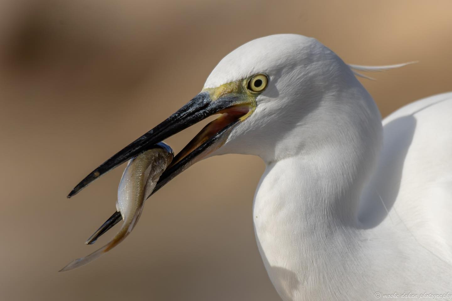 צילום: דף הפייסבוק של עיריית אשדוד