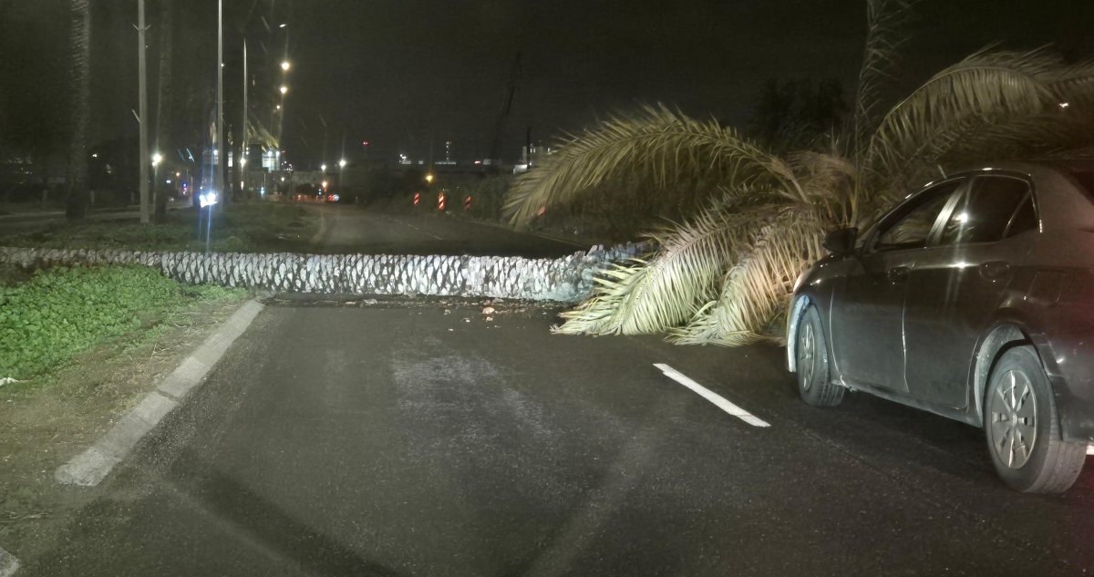 צילום: נהז לברון