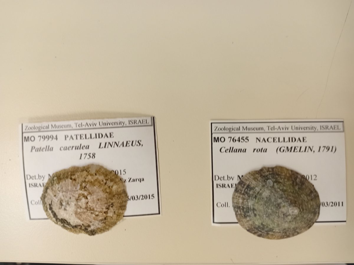 מיפוי חלזונות. בתי וולף אוני' חיפה והמכון לחקר הים