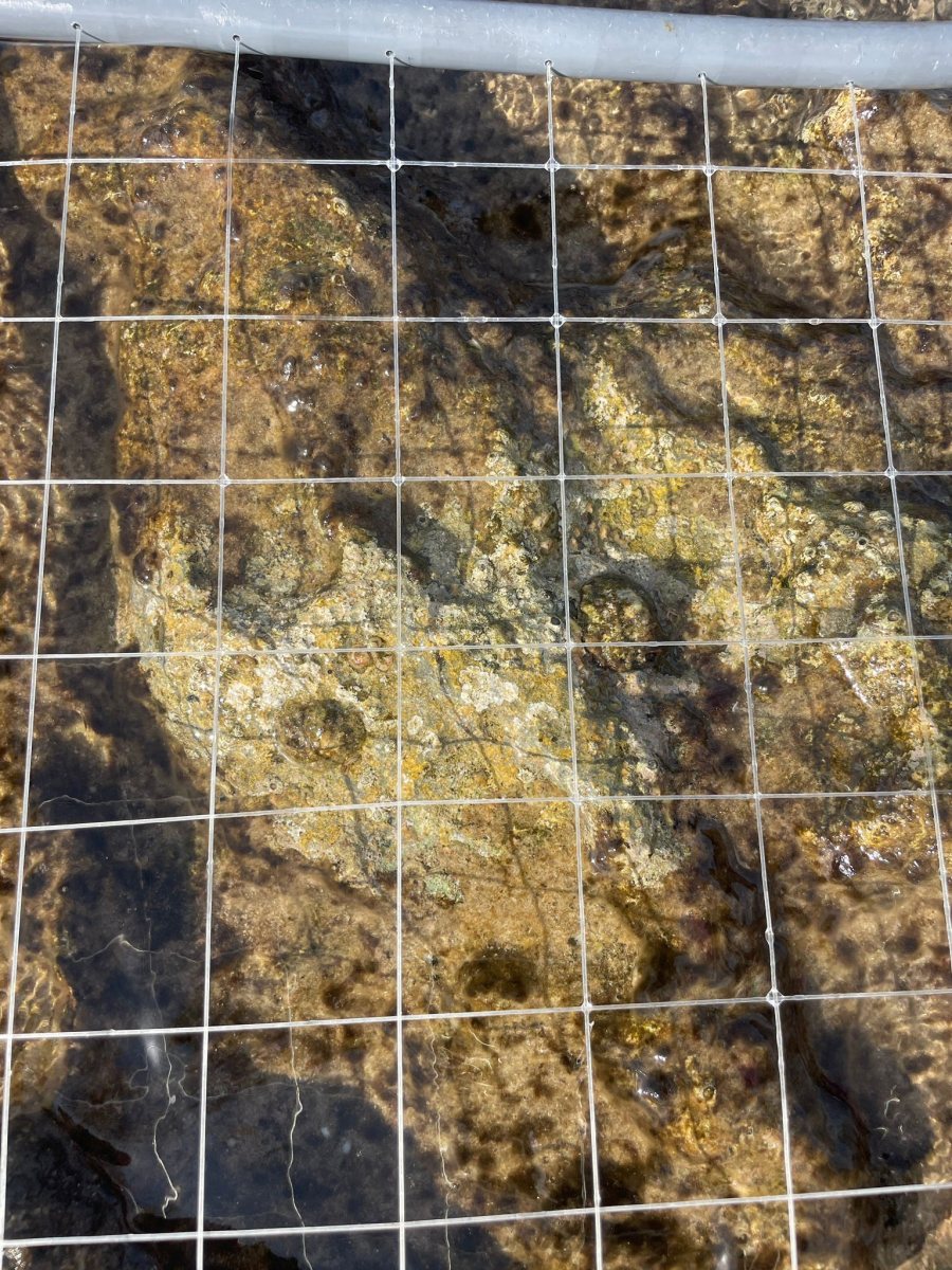 תמונה מהמחקר. הריבוע משמש לכימות פרטים. מהמעבדה של גיל רילוב