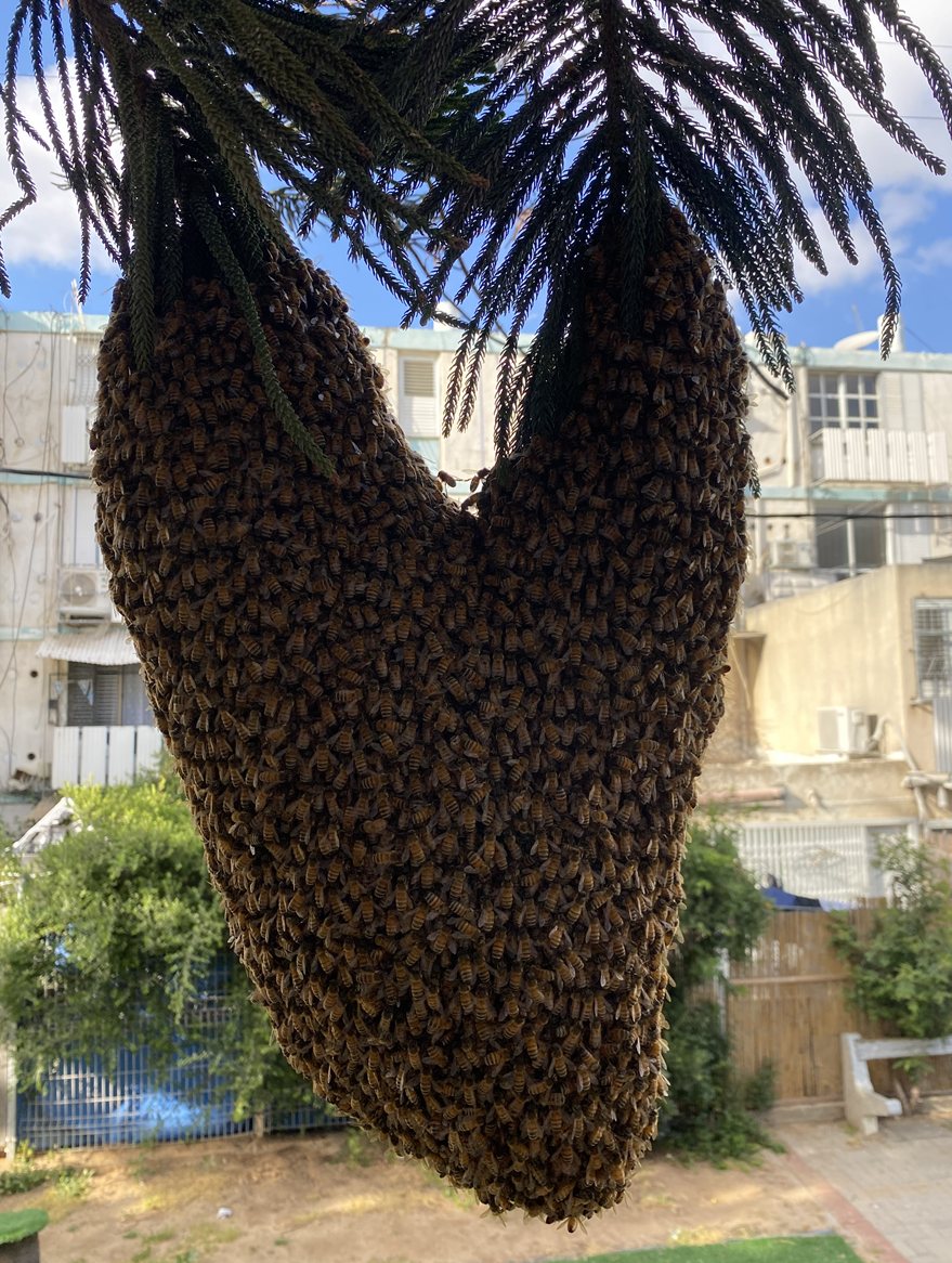 נחיל הדבורים בצורת לב (אשדוד נט)