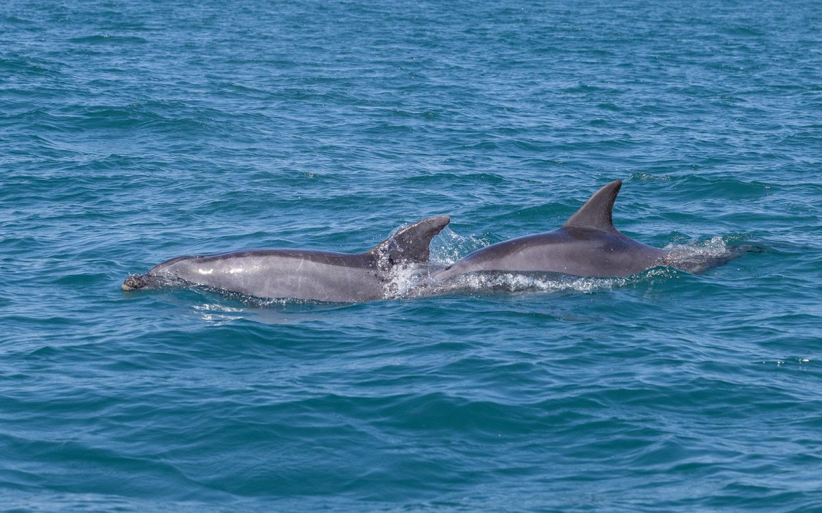 דולפינים באשדוד- צילומים: משה כהן, מתיה שיק, ד"ר אביעד שיינין, מירב כהן