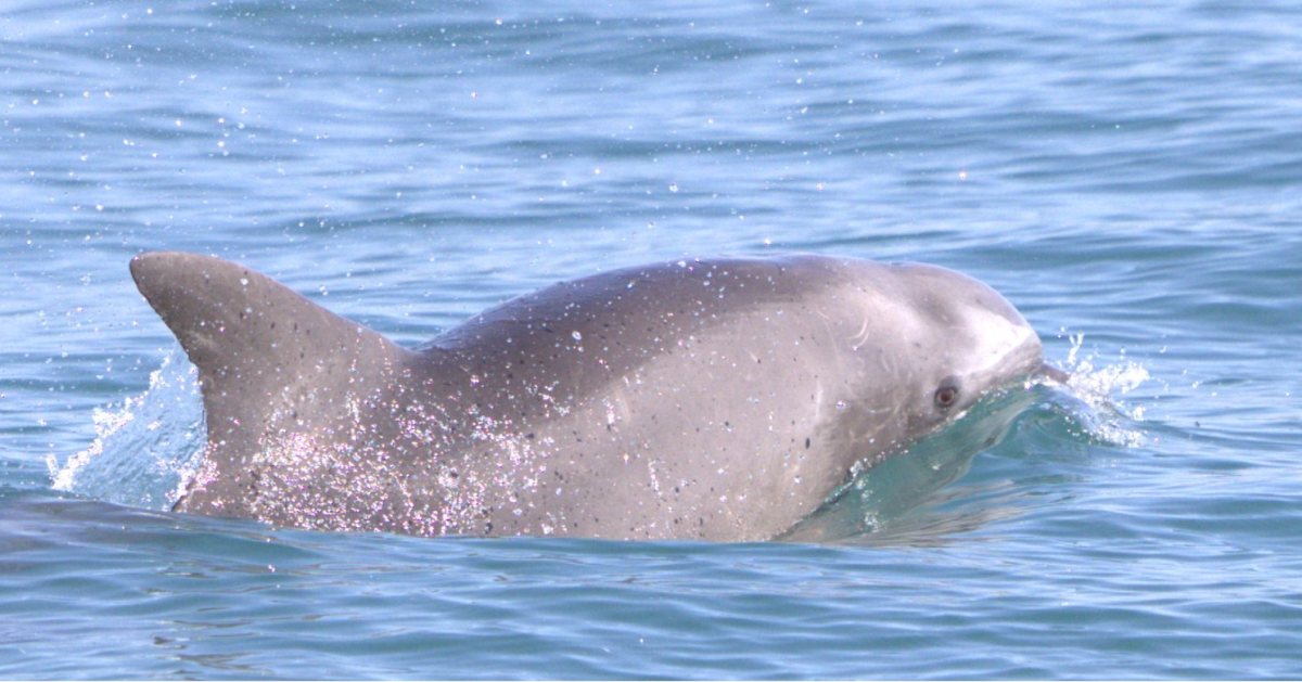 דולפינים באשדוד