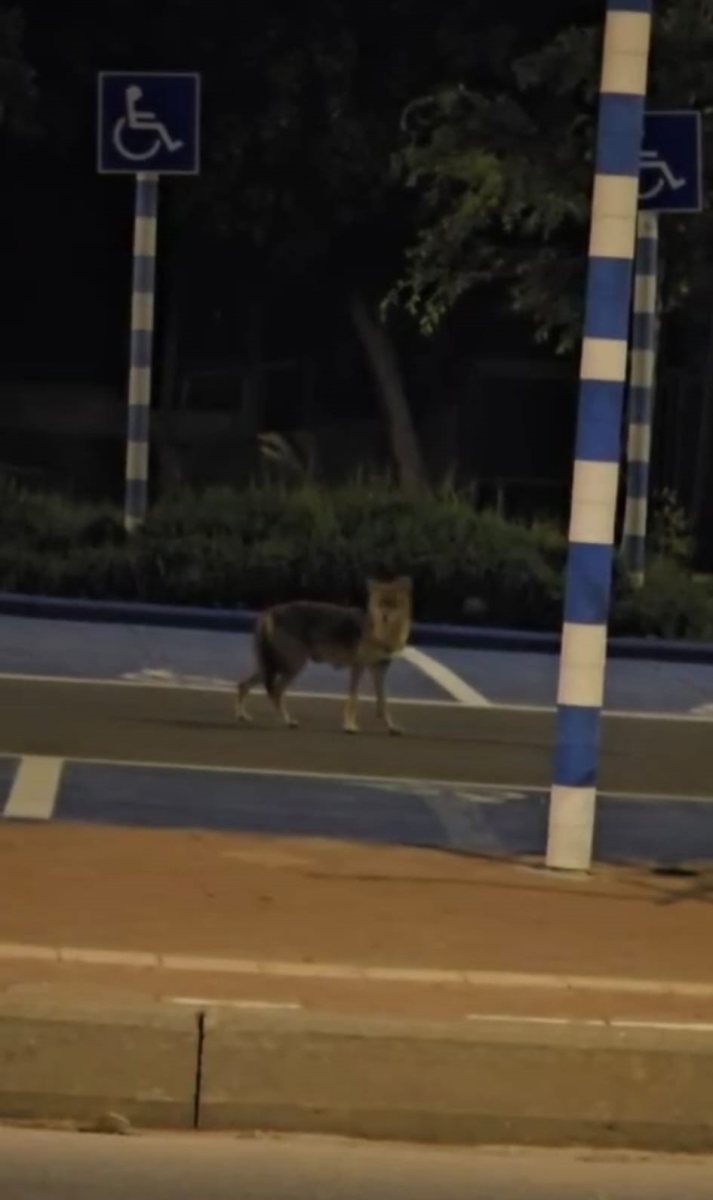 מתוך הסרטון