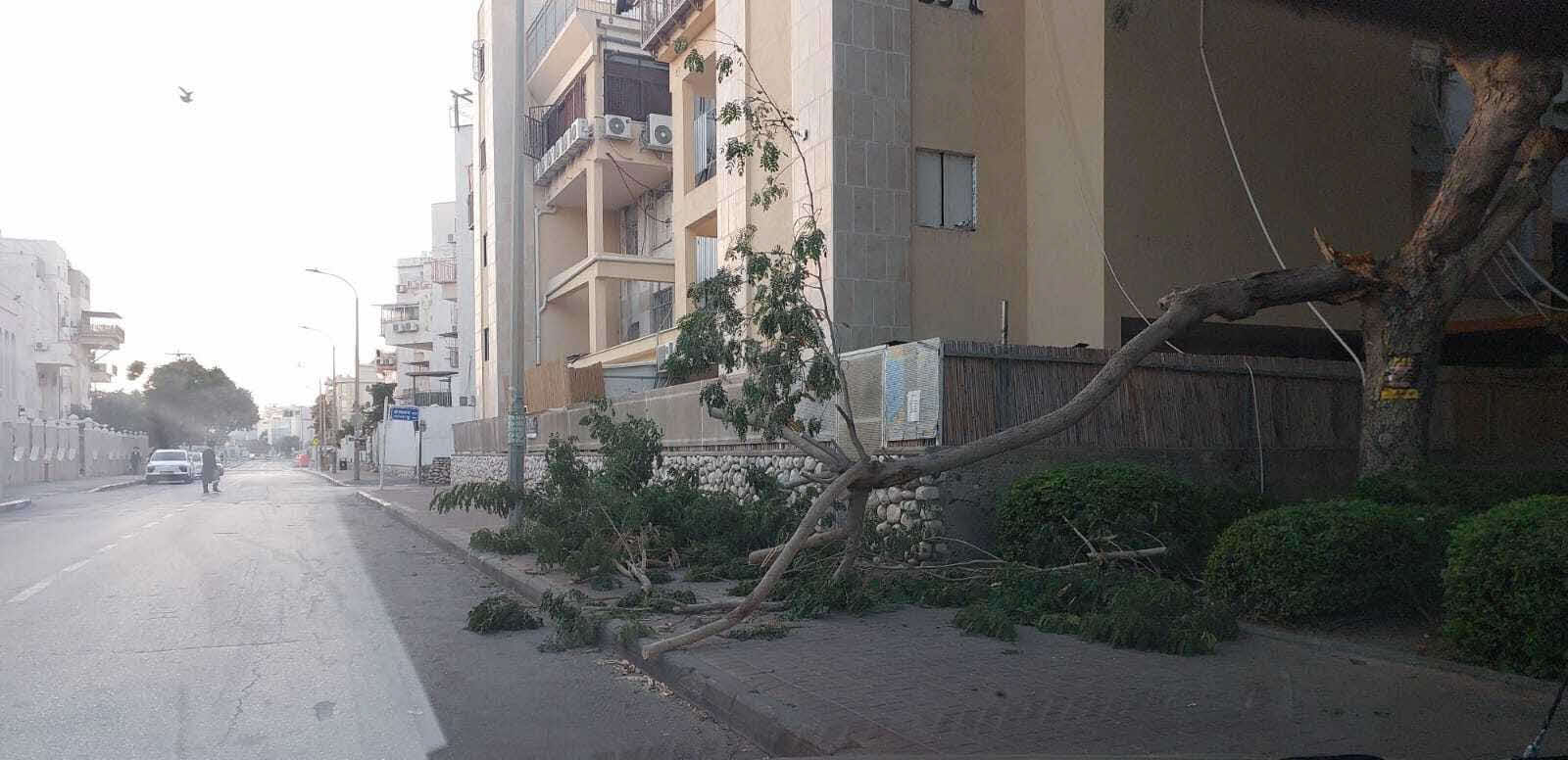 קריסת העץ ברובע ז' היום. מינהלת רובע ז'