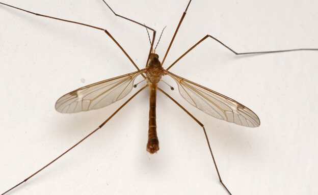 חרקים מעופפים