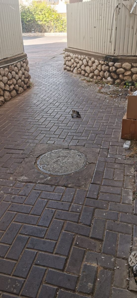 שברי מיירט ברובע ז' החדשה. רץ ברשת ומתפרסם על פי סעיף 27א' בחוק זכויות יוצרים