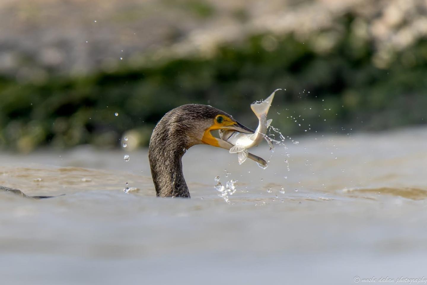 צילום: משה דהן