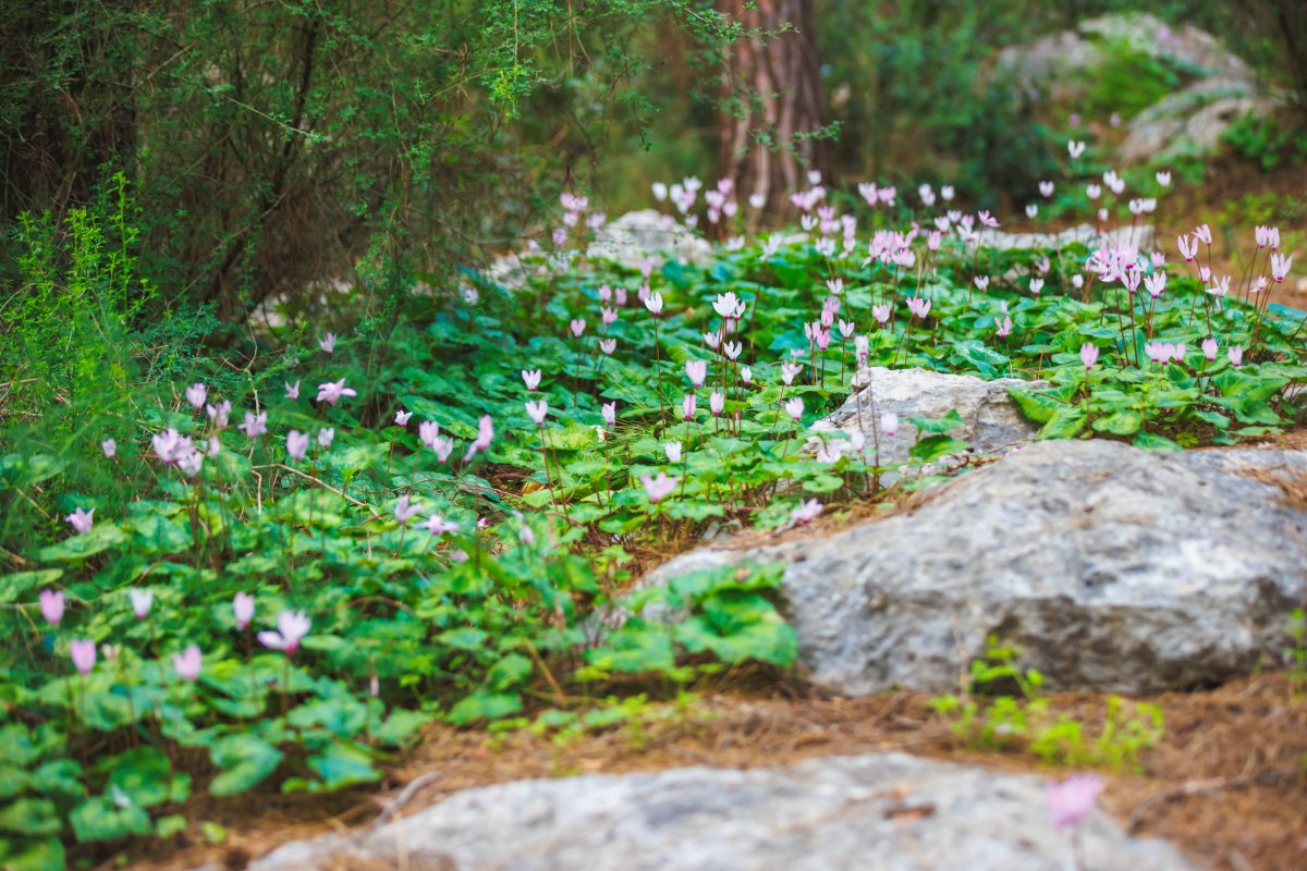 בשביל הפרחים בחבל מודיעין צילום דודי לזר