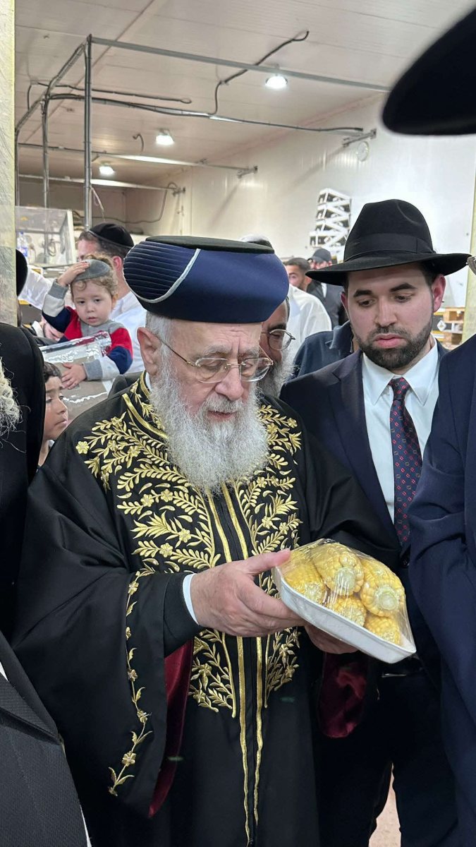 הראשל"צ בוחן את קלחי התירס. המצלם