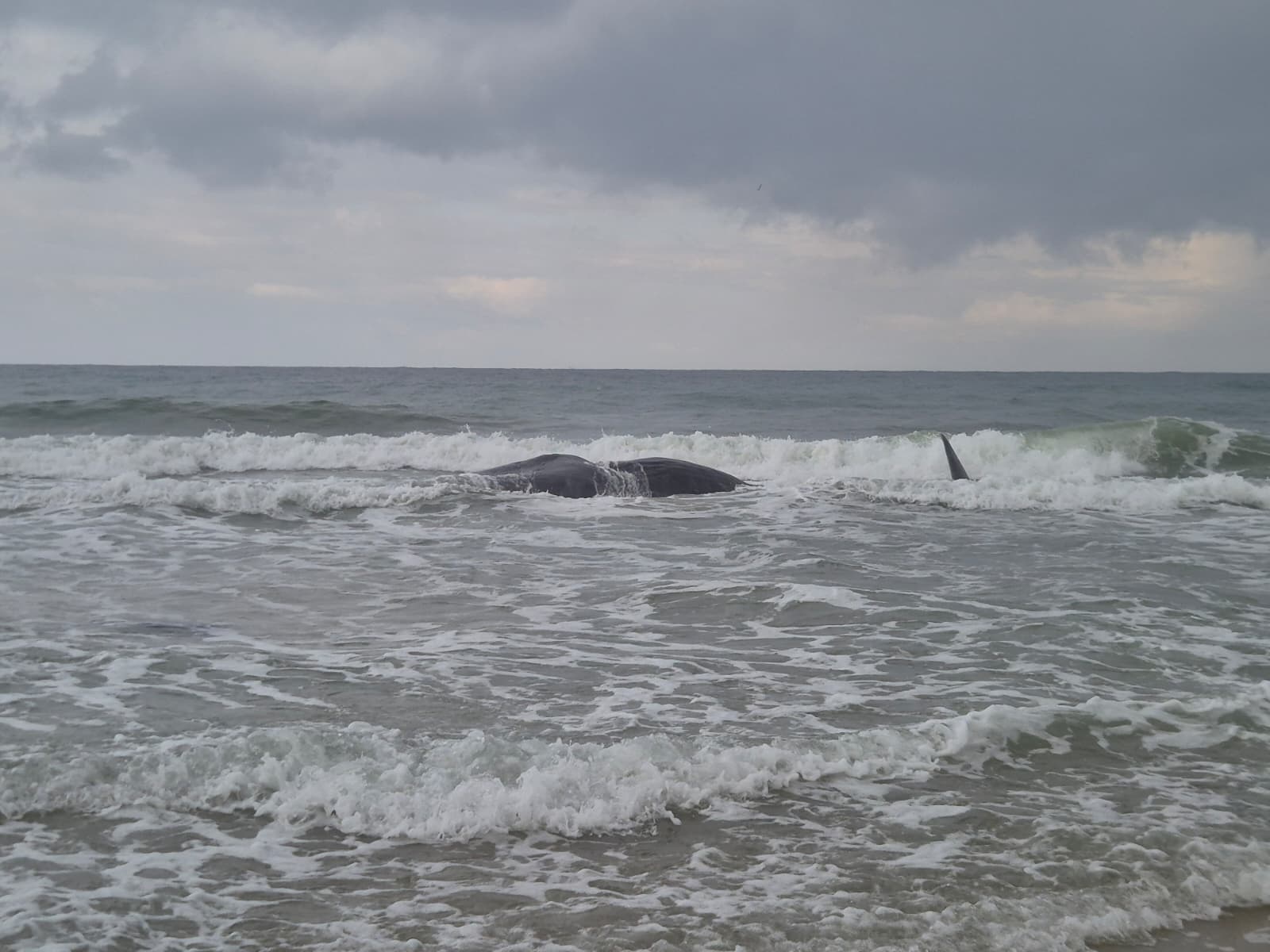 צילום: רשות הים והטבע