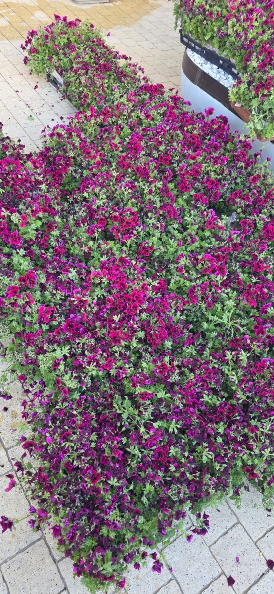 דוברות אסותא