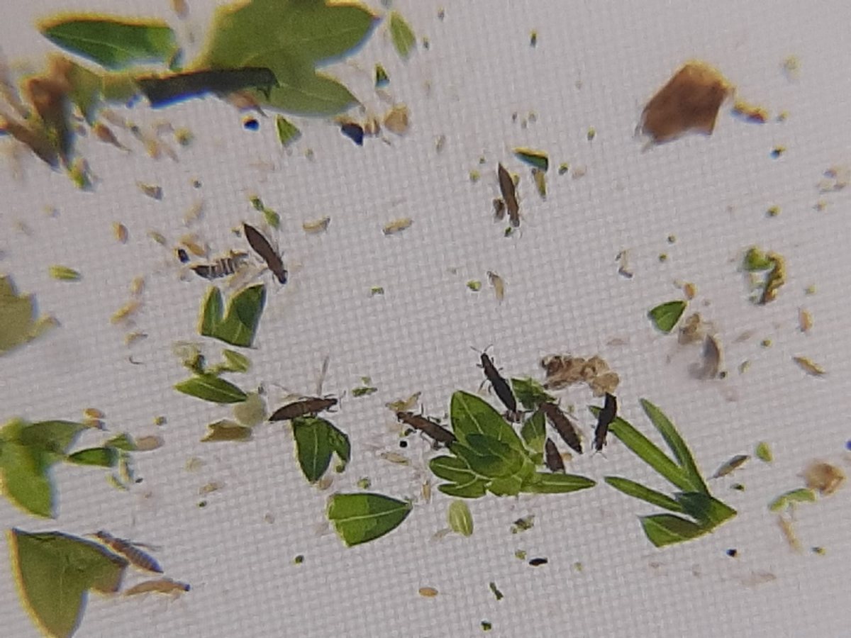 החרקים שהתגלו בירקות. א' מיכאלי