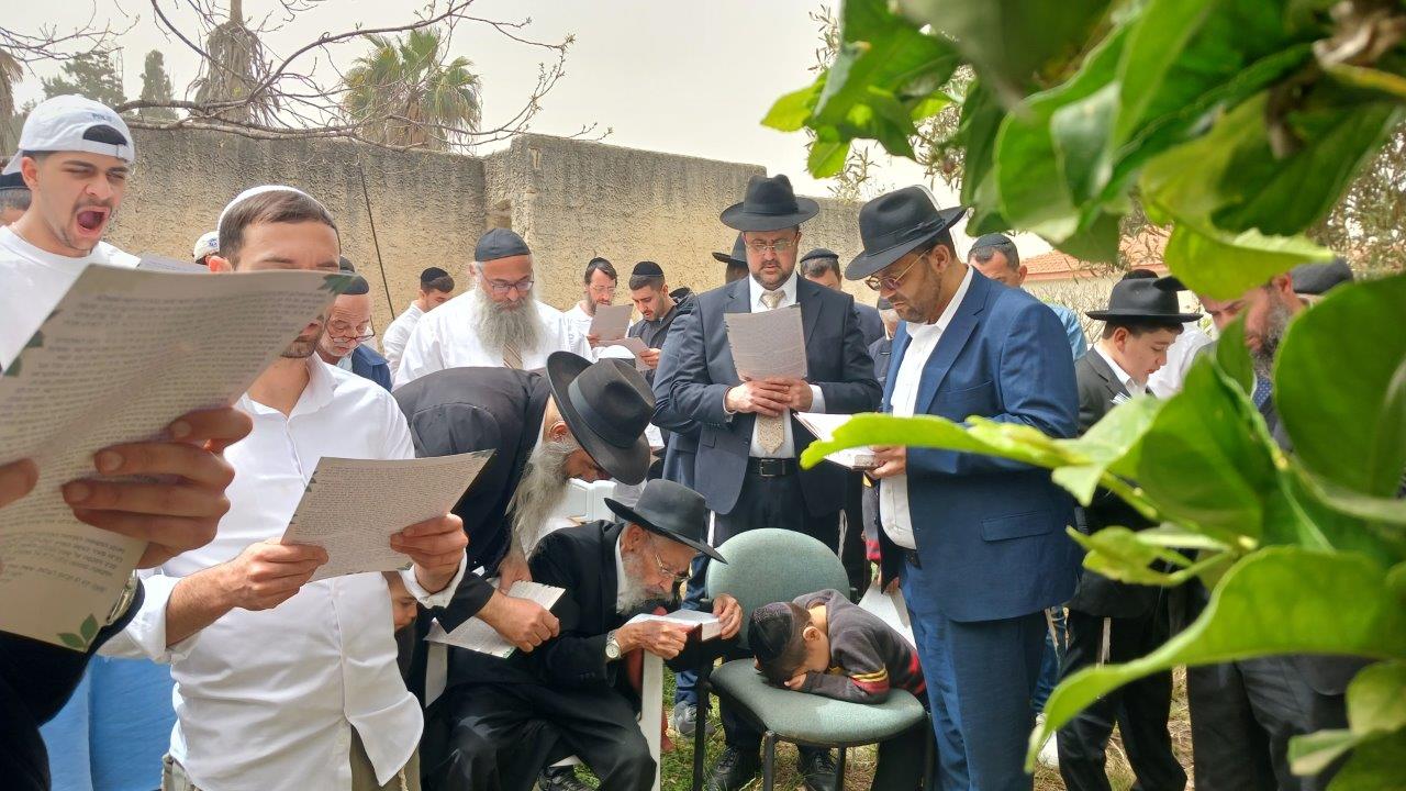 הגרי אברגיל בברכת האילנות. א' מיכאלי