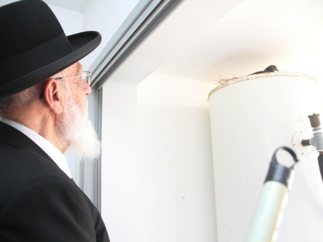 חכם שלום הכהן במצוות שילוח הקן בעיר. א' מיכאלי