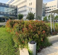 צילום הגן בבית החולים אסותא 