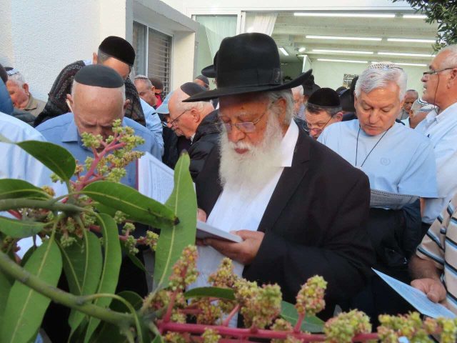 רבי מאיר כהן בברכת האילנות. מ מיכאלי
