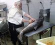 'עסקים' כרגיל? דג ענק לטיש פורים בחצר החסידית בירושלים
