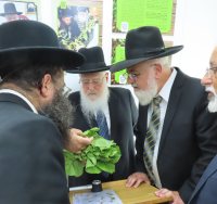 בדיקת ירקות העלים במועה"ד. א' מיכאלי