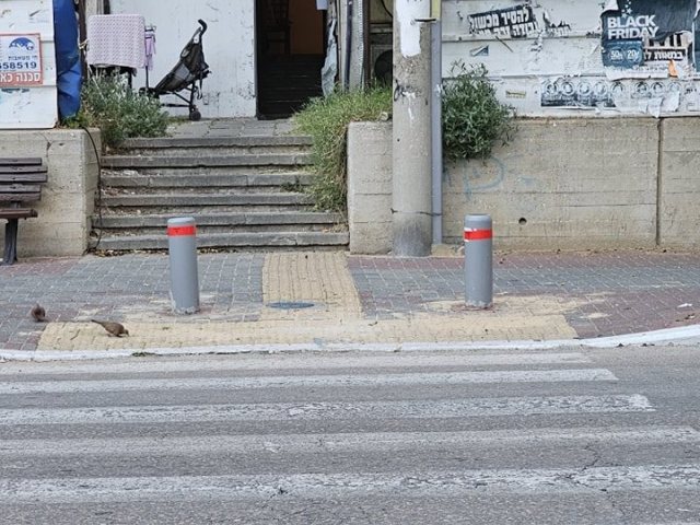 צילום: מינהלת רובע ג'