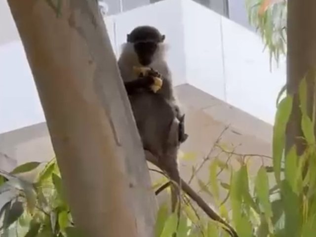 הקוף שנצפה באשדוד (תיעוד בלעדי לאשדוד נט)