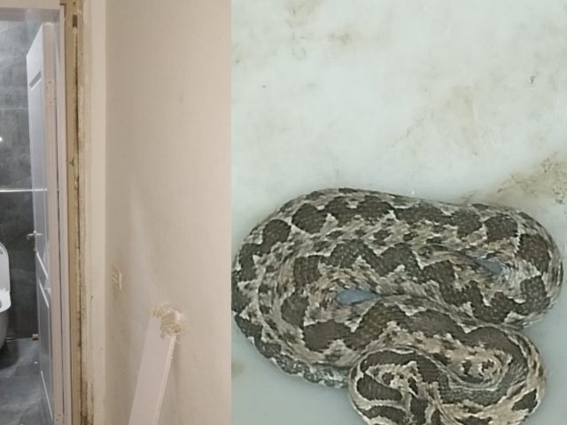 צילום: בני ארוך