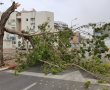 נס ברח' בעל הנס: העץ קרס וחסם את הכביש; האברך על האופניים בלם בשניה האחרונה וניצל