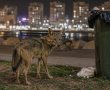 בעקבות מתקפת התנים בכינרת: האם גם תושבי אשדוד צריכים להתחיל לדאוג?
