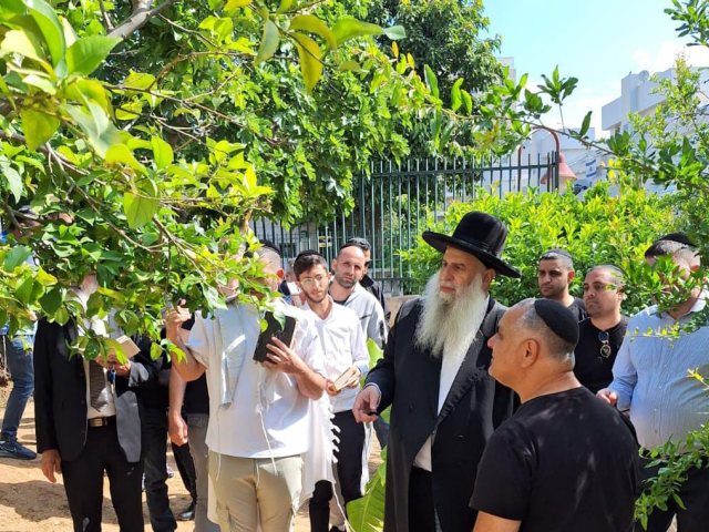 ברכת האילנות עם רבי מאיר אבוחצירא. א. מיכאלי