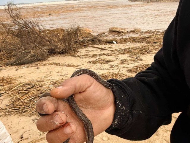 הנחש המצונן. עיריית אשדוד