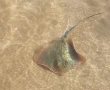 זנב קטלני: טריגון אטלנטי ממשפחת חתולי הים תועד בחוף לידו (וידאו)