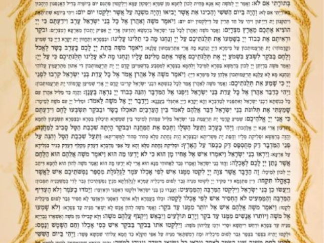 צילום: מדא הצלה דרום