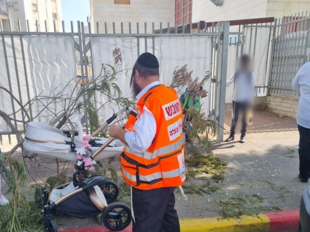עץ קרס ברובע ז'. צילום: איחוד הצלה