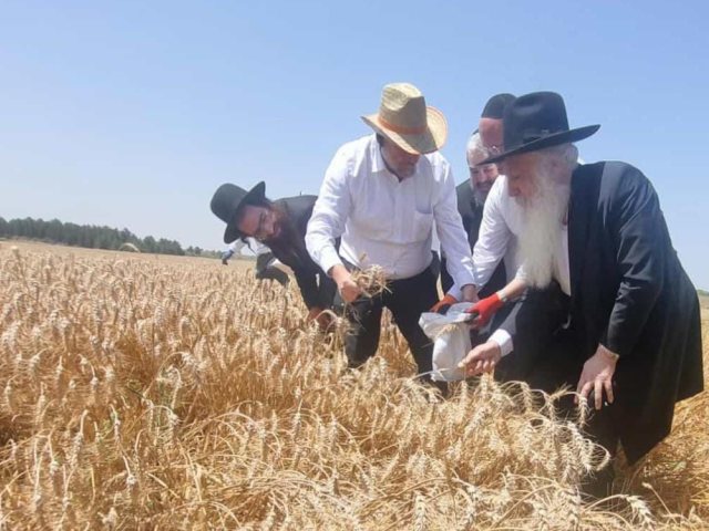 קציר חיטחם