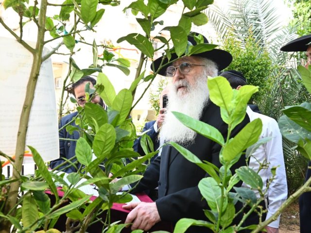 ברכת האילנות רבי דוד פינטו. א. מיכאלי