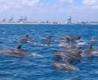 מה רבו מעשיך: להקת דולפינים גדולה נצפתה מול חופי אשדוד
