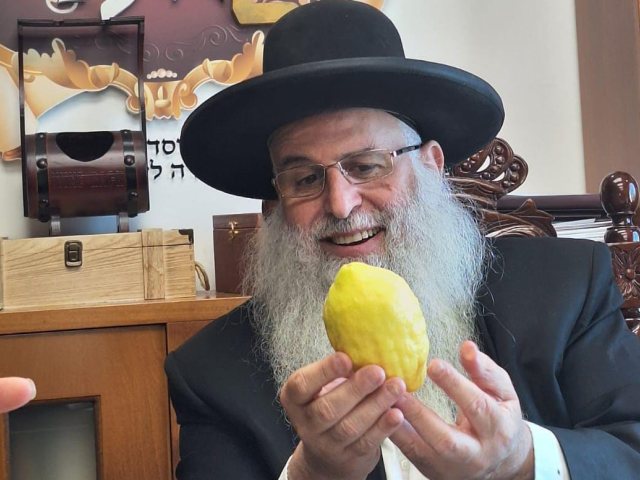 רבי מאיר אבוחצירא בבדיקת אתרוגים. א. מיכאלי 